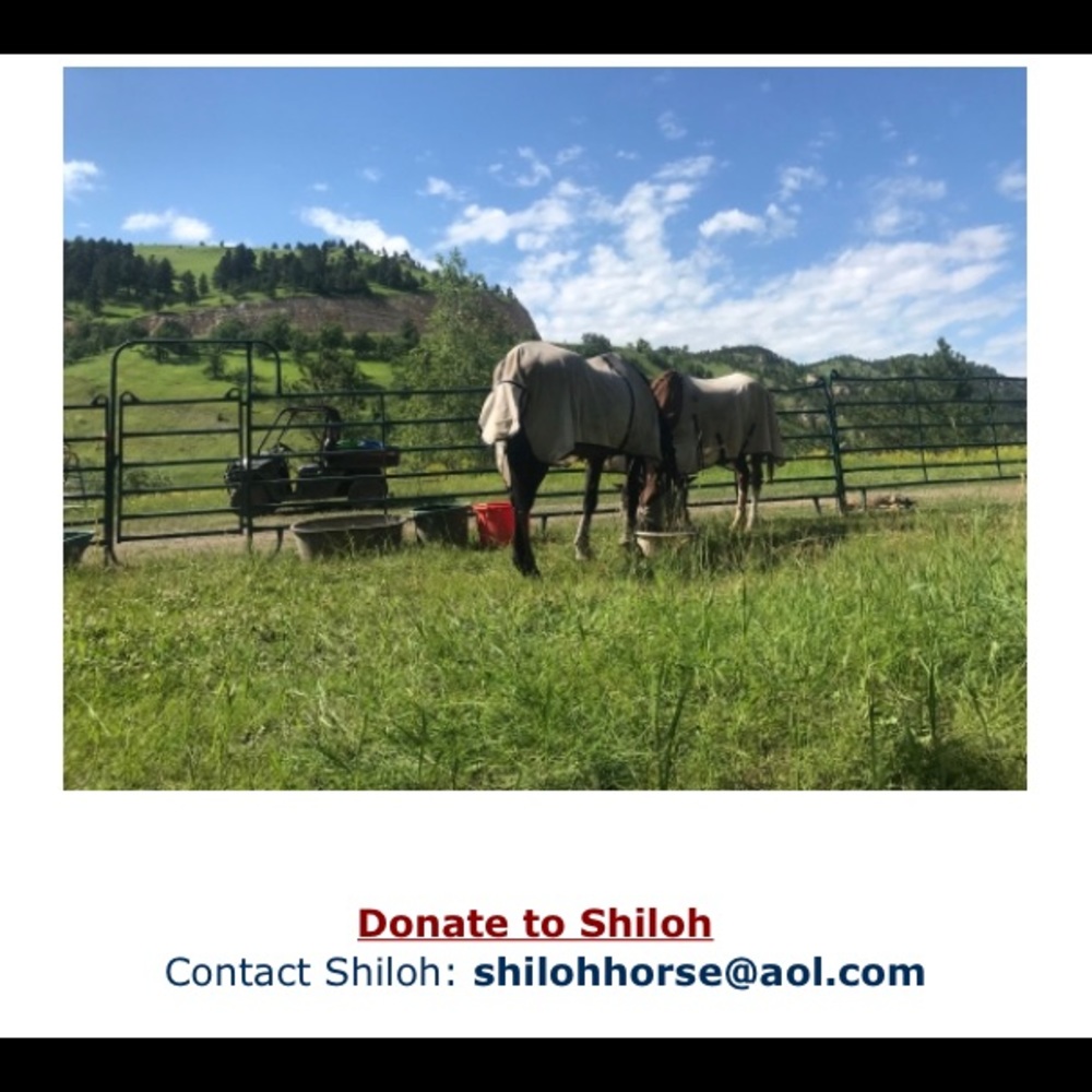 The Lucky Horse rescue decorative horseshoe - Picture 7 of 10